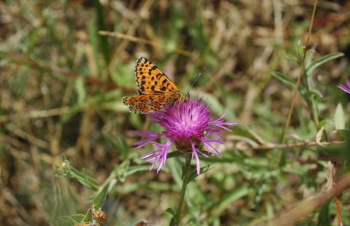Réf. 211 317 : Melitaea didyma